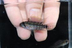 画像2: 【ウィンターセール 10％OFF対象商品】【淡水魚】【通販】アピストグラマ D28 ビエジタ F-1【１ペア 個体販売】(アピストグラマ)(生体)(熱帯魚)NKAP (2)