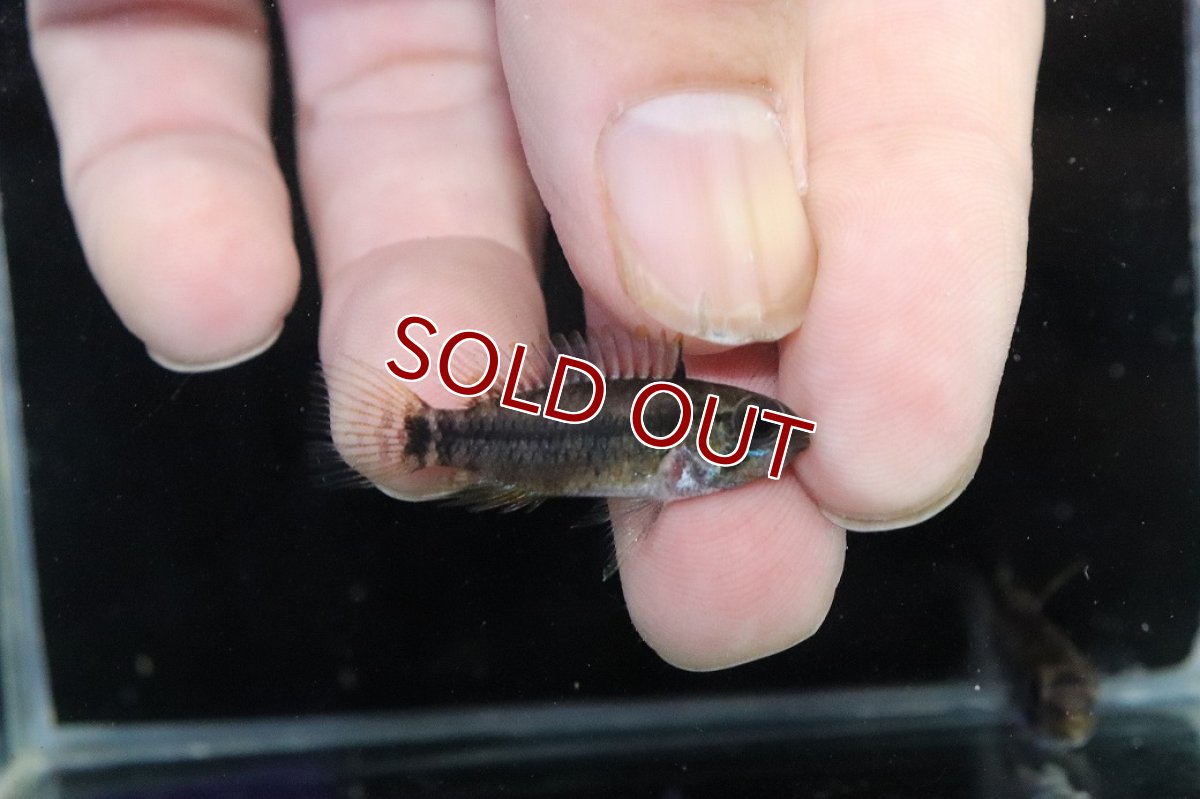 画像3: 【淡水魚】【通販】アピストグラマ D28 ビエジタ F-1【１ペア 個体販売】(アピストグラマ)(生体)(熱帯魚)NKAP (3)