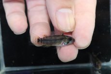 画像3: 【ウィンターセール 10％OFF対象商品】【淡水魚】【通販】アピストグラマ D28 ビエジタ F-1【１ペア 個体販売】(アピストグラマ)(生体)(熱帯魚)NKAP (3)