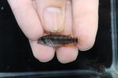 画像4: 【ウィンターセール 10％OFF対象商品】【淡水魚】【通販】アピストグラマ D28 ビエジタ F-1【１ペア 個体販売】(アピストグラマ)(生体)(熱帯魚)NKAP (4)