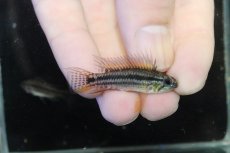 画像1: 【淡水魚】【通販】No1 アピストグラマ ビタエニアータ マムリ産 F-1【１ペア 個体販売】(アピストグラマ)(生体)(熱帯魚)NKAP (1)