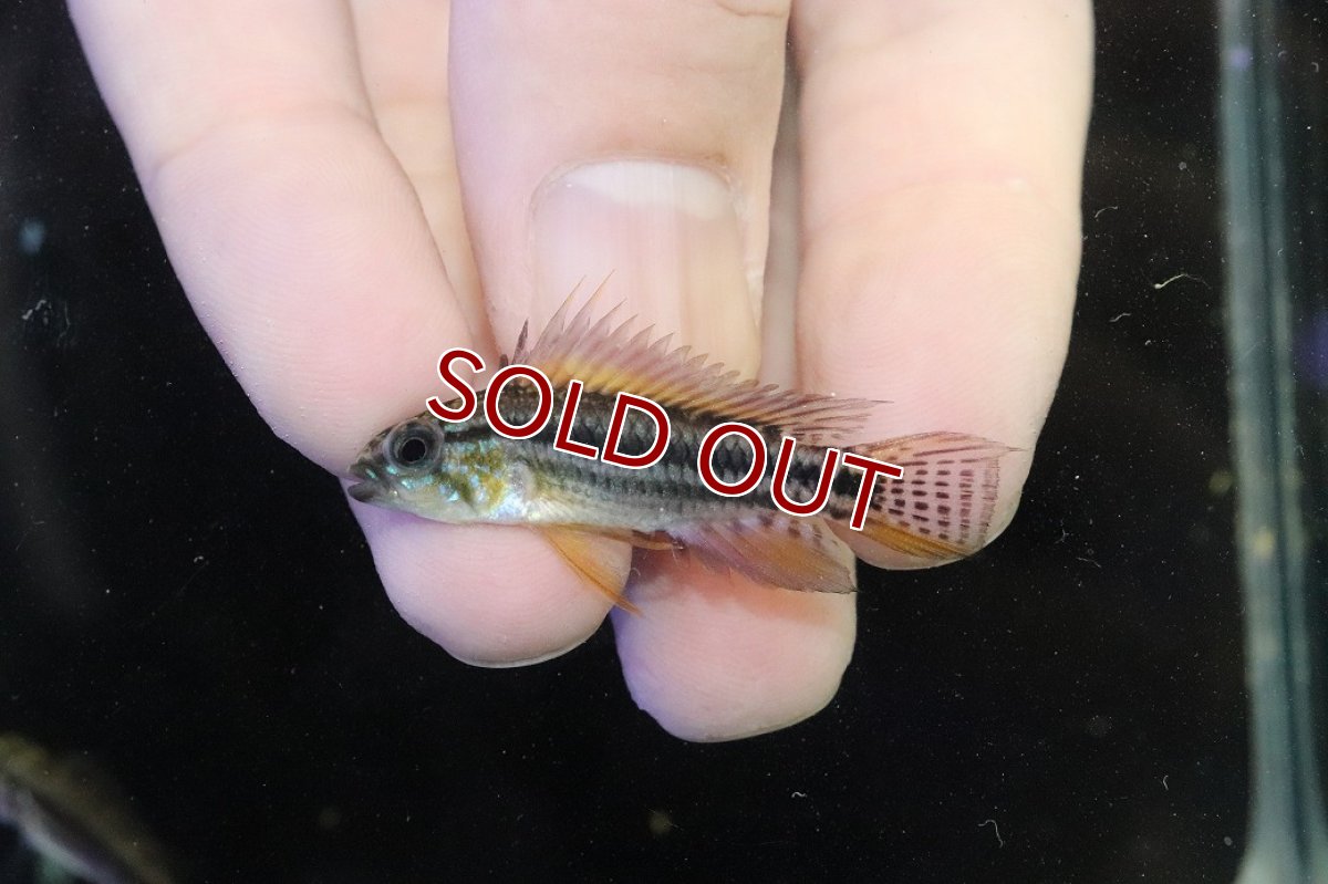 画像2: 【淡水魚】【通販】No1 アピストグラマ ビタエニアータ マムリ産 F-1【１ペア 個体販売】(アピストグラマ)(生体)(熱帯魚)NKAP (2)