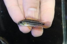 画像2: 【淡水魚】【通販】No1 アピストグラマ ビタエニアータ マムリ産 F-1【１ペア 個体販売】(アピストグラマ)(生体)(熱帯魚)NKAP (2)