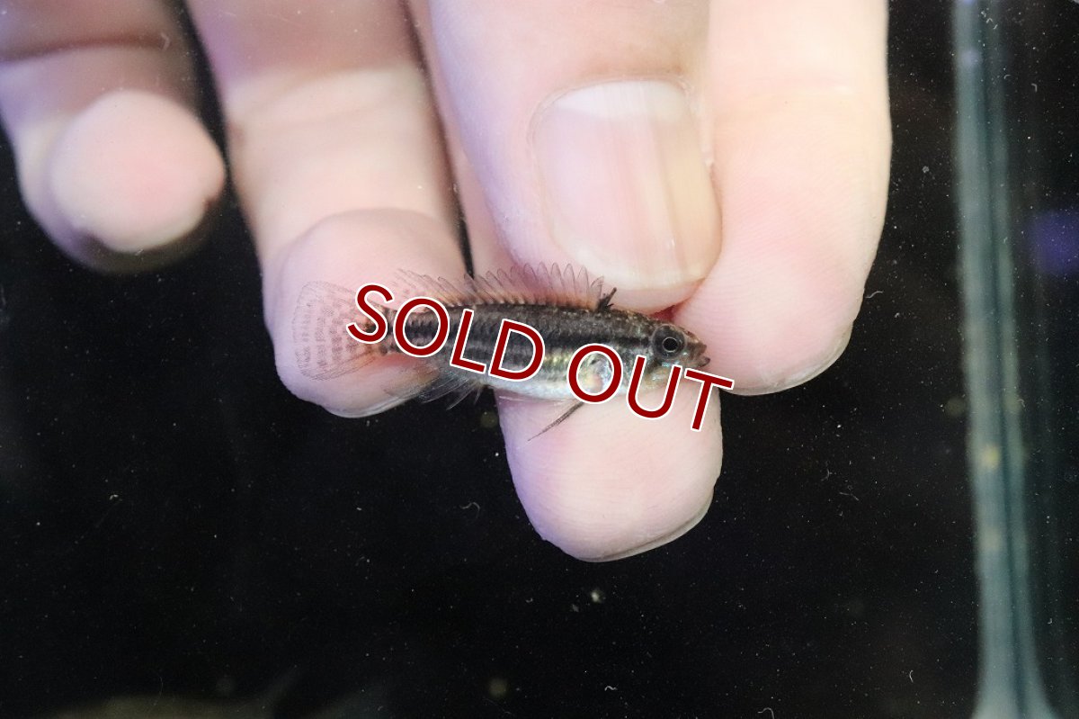 画像3: 【淡水魚】【通販】No1 アピストグラマ ビタエニアータ マムリ産 F-1【１ペア 個体販売】(アピストグラマ)(生体)(熱帯魚)NKAP (3)