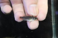 画像3: 【淡水魚】【通販】No1 アピストグラマ ビタエニアータ マムリ産 F-1【１ペア 個体販売】(アピストグラマ)(生体)(熱帯魚)NKAP (3)