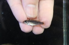 画像4: 【淡水魚】【通販】No1 アピストグラマ ビタエニアータ マムリ産 F-1【１ペア 個体販売】(アピストグラマ)(生体)(熱帯魚)NKAP (4)