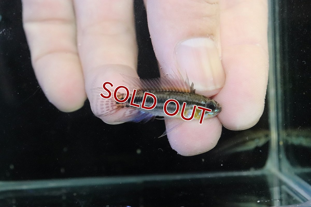 画像1: 【淡水魚】【通販】No2 アピストグラマ ビタエニアータ マムリ産 F-1【１ペア 個体販売】(アピストグラマ)(生体)(熱帯魚)NKAP (1)