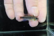 画像1: 【淡水魚】【通販】No2 アピストグラマ ビタエニアータ マムリ産 F-1【１ペア 個体販売】(アピストグラマ)(生体)(熱帯魚)NKAP (1)