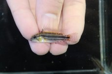 画像2: 【淡水魚】【通販】No2 アピストグラマ ビタエニアータ マムリ産 F-1【１ペア 個体販売】(アピストグラマ)(生体)(熱帯魚)NKAP (2)