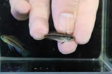 画像3: 【淡水魚】【通販】No2 アピストグラマ ビタエニアータ マムリ産 F-1【１ペア 個体販売】(アピストグラマ)(生体)(熱帯魚)NKAP (3)