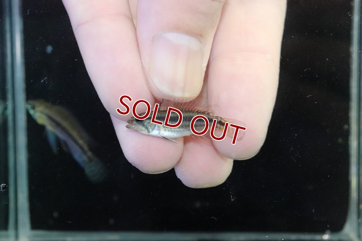 画像4: 【淡水魚】【通販】No2 アピストグラマ ビタエニアータ マムリ産 F-1【１ペア 個体販売】(アピストグラマ)(生体)(熱帯魚)NKAP (4)