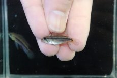 画像4: 【淡水魚】【通販】No2 アピストグラマ ビタエニアータ マムリ産 F-1【１ペア 個体販売】(アピストグラマ)(生体)(熱帯魚)NKAP (4)