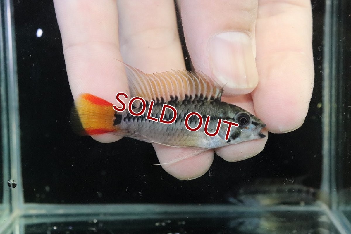 画像1: 【淡水魚】【通販】アピストグラマ D28 ビエジタ F-1【１ペア 個体販売】(アピストグラマ)(生体)(熱帯魚)NKAP (1)