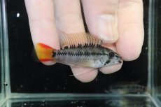 画像1: 【淡水魚】【通販】アピストグラマ D28 ビエジタ F-1【１ペア 個体販売】(アピストグラマ)(生体)(熱帯魚)NKAP (1)