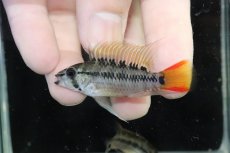 画像2: 【淡水魚】【通販】アピストグラマ D28 ビエジタ F-1【１ペア 個体販売】(アピストグラマ)(生体)(熱帯魚)NKAP (2)