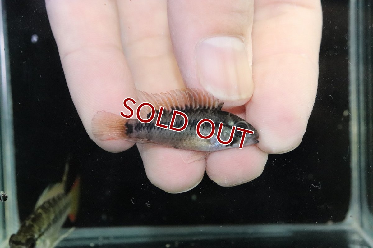 画像3: 【淡水魚】【通販】アピストグラマ D28 ビエジタ F-1【１ペア 個体販売】(アピストグラマ)(生体)(熱帯魚)NKAP (3)