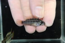 画像3: 【淡水魚】【通販】アピストグラマ D28 ビエジタ F-1【１ペア 個体販売】(アピストグラマ)(生体)(熱帯魚)NKAP (3)