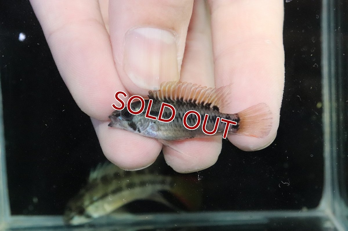 画像4: 【淡水魚】【通販】アピストグラマ D28 ビエジタ F-1【１ペア 個体販売】(アピストグラマ)(生体)(熱帯魚)NKAP (4)