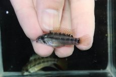 画像4: 【淡水魚】【通販】アピストグラマ D28 ビエジタ F-1【１ペア 個体販売】(アピストグラマ)(生体)(熱帯魚)NKAP (4)