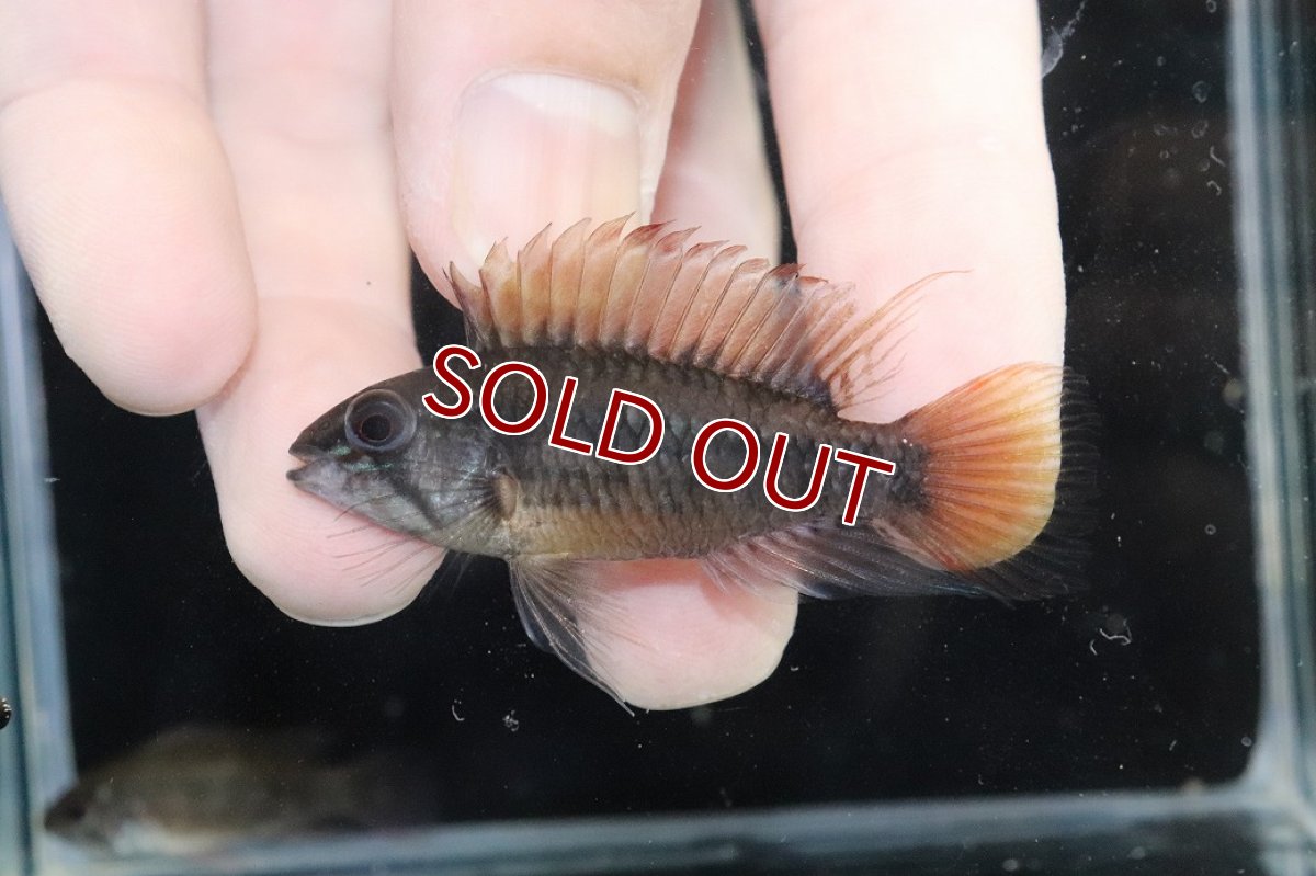 画像2: 【淡水魚】【通販】アピストグラマ ヴィエジタ リアル プエルトガイタン【１ペア 個体販売】(アピストグラマ)(生体)(熱帯魚)NKAP (2)