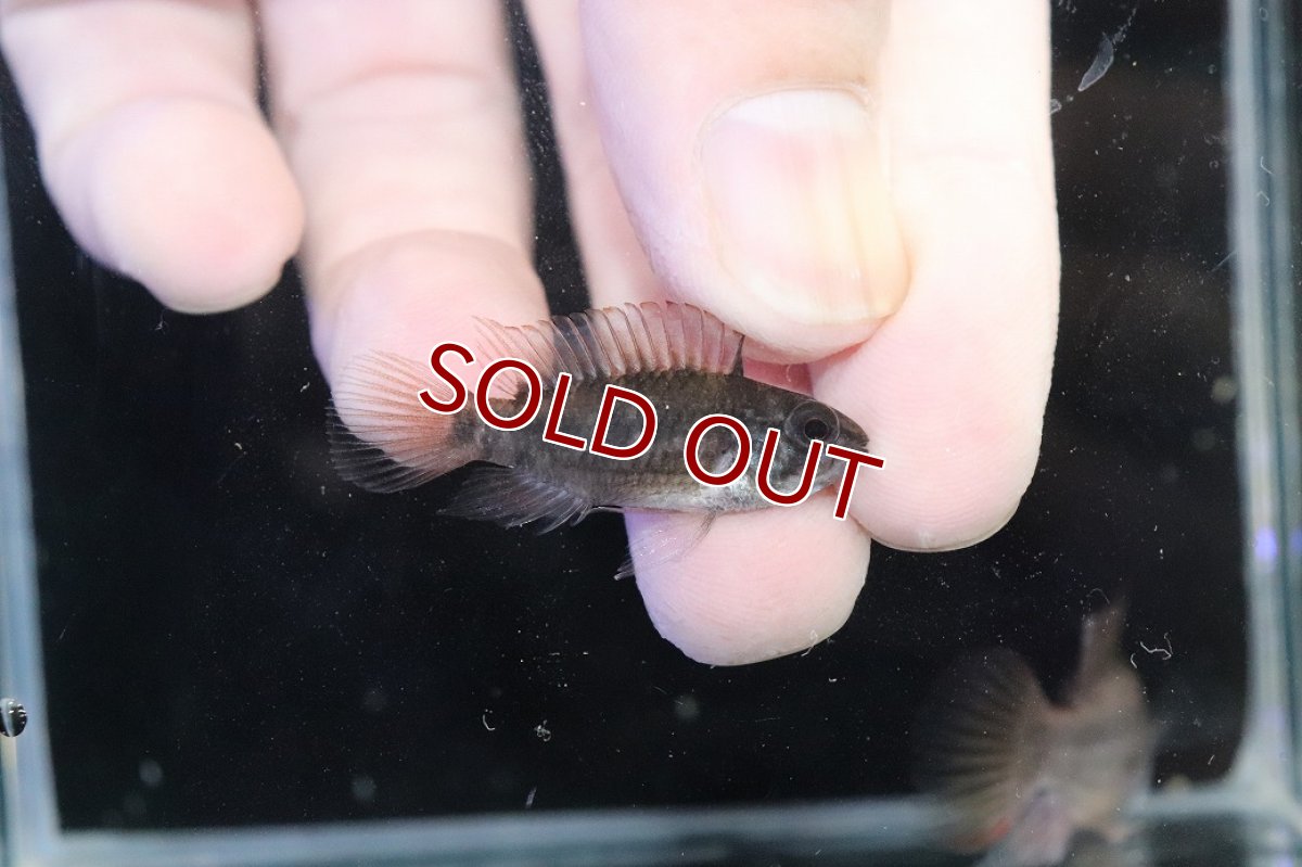 画像3: 【淡水魚】【通販】アピストグラマ ヴィエジタ リアル プエルトガイタン【１ペア 個体販売】(アピストグラマ)(生体)(熱帯魚)NKAP (3)