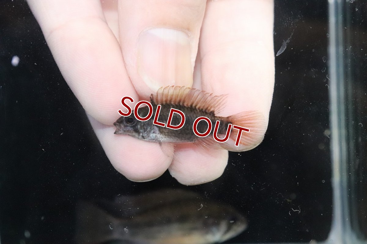 画像4: 【淡水魚】【通販】アピストグラマ ヴィエジタ リアル プエルトガイタン【１ペア 個体販売】(アピストグラマ)(生体)(熱帯魚)NKAP (4)