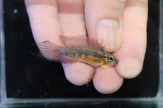 画像1: 【淡水魚】【通販】オス個体 アピストグラマ エリザベサエ スーパーレッド【個体販売】(アピストグラマ)(生体)(熱帯魚)NKAP (1)