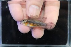 画像2: 【淡水魚】【通販】オス個体 アピストグラマ エリザベサエ スーパーレッド【個体販売】(アピストグラマ)(生体)(熱帯魚)NKAP (2)