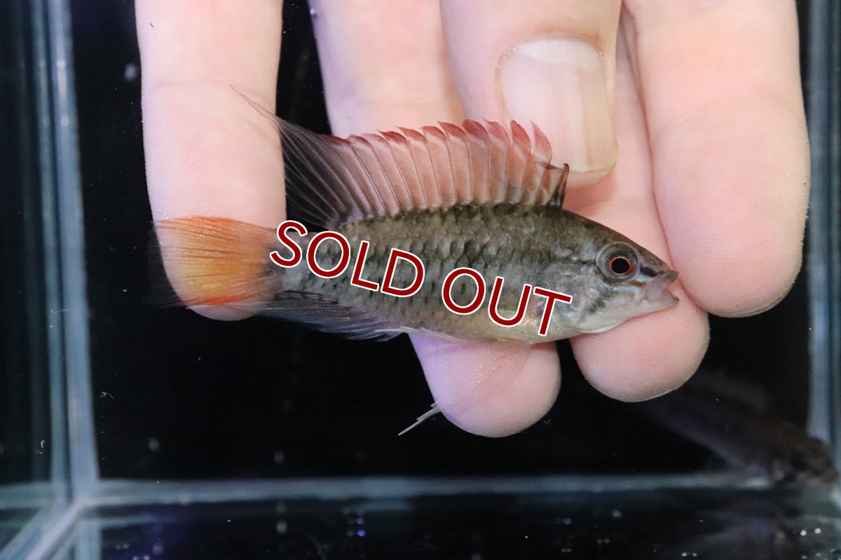 画像1: 【淡水魚】【通販】アピストグラマ ヴィエジタ リアル プエルトガイタン【１ペア 個体販売】(アピストグラマ)(生体)(熱帯魚)NKAP (1)