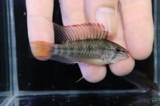 画像1: 【淡水魚】【通販】アピストグラマ ヴィエジタ リアル プエルトガイタン【１ペア 個体販売】(アピストグラマ)(生体)(熱帯魚)NKAP (1)