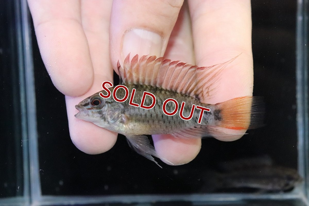 画像2: 【淡水魚】【通販】アピストグラマ ヴィエジタ リアル プエルトガイタン【１ペア 個体販売】(アピストグラマ)(生体)(熱帯魚)NKAP (2)