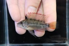 画像2: 【淡水魚】【通販】アピストグラマ ヴィエジタ リアル プエルトガイタン【１ペア 個体販売】(アピストグラマ)(生体)(熱帯魚)NKAP (2)