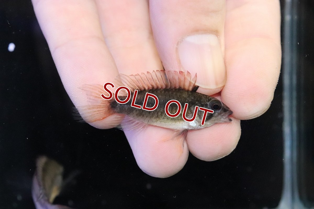 画像3: 【淡水魚】【通販】アピストグラマ ヴィエジタ リアル プエルトガイタン【１ペア 個体販売】(アピストグラマ)(生体)(熱帯魚)NKAP (3)