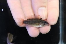 画像3: 【淡水魚】【通販】アピストグラマ ヴィエジタ リアル プエルトガイタン【１ペア 個体販売】(アピストグラマ)(生体)(熱帯魚)NKAP (3)