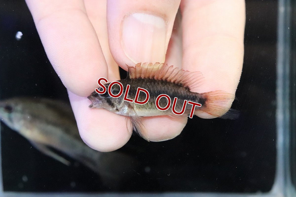 画像4: 【淡水魚】【通販】アピストグラマ ヴィエジタ リアル プエルトガイタン【１ペア 個体販売】(アピストグラマ)(生体)(熱帯魚)NKAP (4)