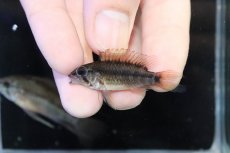 画像4: 【淡水魚】【通販】アピストグラマ ヴィエジタ リアル プエルトガイタン【１ペア 個体販売】(アピストグラマ)(生体)(熱帯魚)NKAP (4)