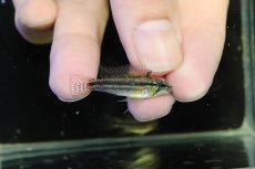 画像1: 【淡水魚】【通販】No1 アピストグラマ ビタエニアータ マムリ産 F-1【１ペア 個体販売】(アピストグラマ)(生体)(熱帯魚)NKAP (1)