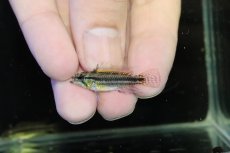 画像2: 【淡水魚】【通販】No1 アピストグラマ ビタエニアータ マムリ産 F-1【１ペア 個体販売】(アピストグラマ)(生体)(熱帯魚)NKAP (2)