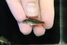 画像4: 【淡水魚】【通販】No1 アピストグラマ ビタエニアータ マムリ産 F-1【１ペア 個体販売】(アピストグラマ)(生体)(熱帯魚)NKAP (4)