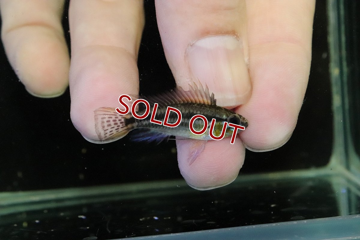 画像1: 【30%OFF対象商品30周年セール 淡水魚】【淡水魚】【通販】No2 アピストグラマ ビタエニアータ マムリ産 F-1【１ペア 個体販売】(アピストグラマ)(生体)(熱帯魚)NKAP (1)