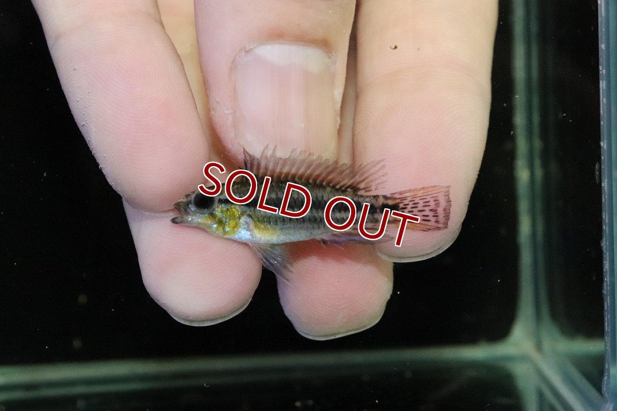 画像2: 【30%OFF対象商品30周年セール 淡水魚】【淡水魚】【通販】No2 アピストグラマ ビタエニアータ マムリ産 F-1【１ペア 個体販売】(アピストグラマ)(生体)(熱帯魚)NKAP (2)