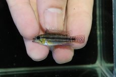 画像2: 【淡水魚】【通販】No2 アピストグラマ ビタエニアータ マムリ産 F-1【１ペア 個体販売】(アピストグラマ)(生体)(熱帯魚)NKAP (2)