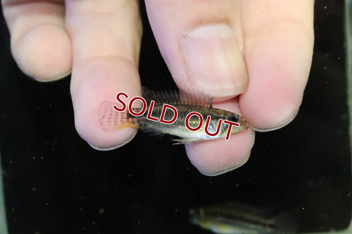 画像3: 【30%OFF対象商品30周年セール 淡水魚】【淡水魚】【通販】No2 アピストグラマ ビタエニアータ マムリ産 F-1【１ペア 個体販売】(アピストグラマ)(生体)(熱帯魚)NKAP (3)