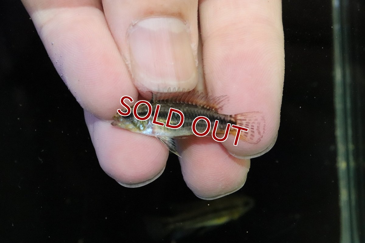 画像4: 【30%OFF対象商品30周年セール 淡水魚】【淡水魚】【通販】No2 アピストグラマ ビタエニアータ マムリ産 F-1【１ペア 個体販売】(アピストグラマ)(生体)(熱帯魚)NKAP (4)