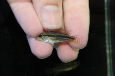 画像4: 【淡水魚】【通販】No2 アピストグラマ ビタエニアータ マムリ産 F-1【１ペア 個体販売】(アピストグラマ)(生体)(熱帯魚)NKAP (4)