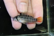 画像2: 【淡水魚】【通販】No1 アピストグラマ D28 ビエジタ F-1【１ペア 個体販売】(アピストグラマ)(生体)(熱帯魚)NKAP (2)