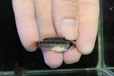 画像3: 【淡水魚】【通販】No1 アピストグラマ D28 ビエジタ F-1【１ペア 個体販売】(アピストグラマ)(生体)(熱帯魚)NKAP (3)