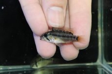 画像4: 【淡水魚】【通販】No1 アピストグラマ D28 ビエジタ F-1【１ペア 個体販売】(アピストグラマ)(生体)(熱帯魚)NKAP (4)