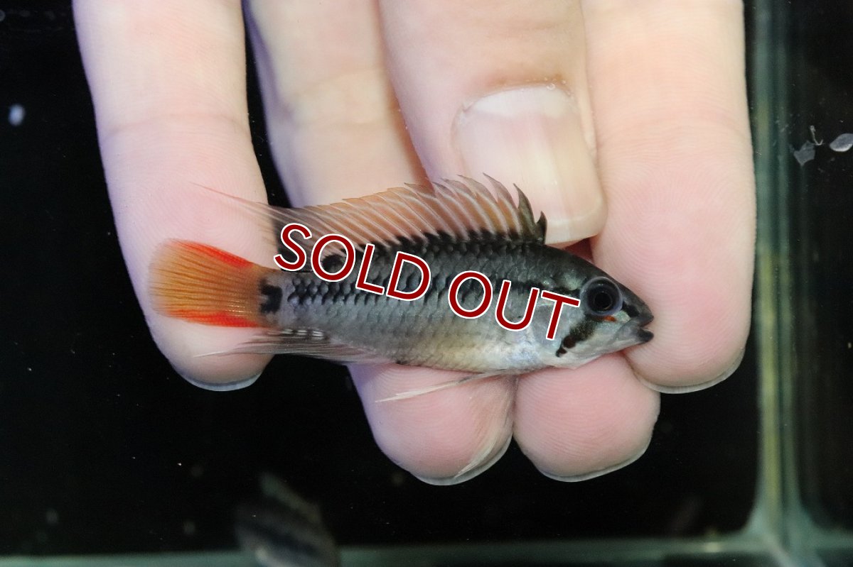 画像1: 【30%OFF対象商品30周年セール 淡水魚】【淡水魚】【通販】No2 アピストグラマ D28 ビエジタ F-1【１ペア 個体販売】(アピストグラマ)(生体)(熱帯魚)NKAP (1)