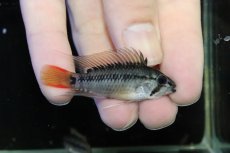 画像1: 【淡水魚】【通販】No2 アピストグラマ D28 ビエジタ F-1【１ペア 個体販売】(アピストグラマ)(生体)(熱帯魚)NKAP (1)